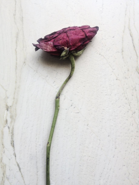 枯萎的玫瑰图片下载