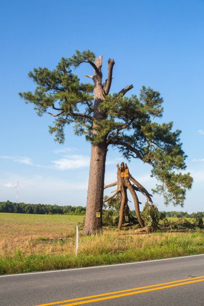 折断的树沿着蓝天的路图片下载