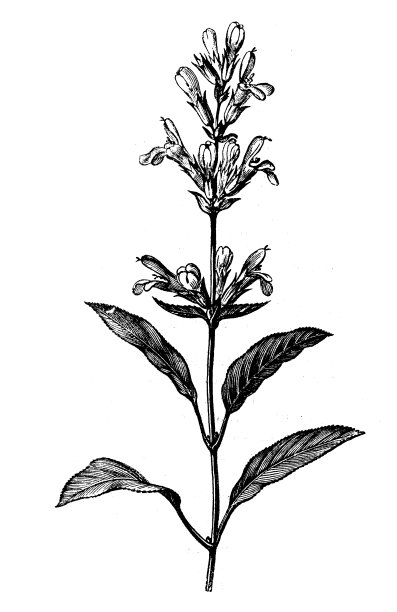 鼠尾草(鼠尾草)的古董插图图片下载