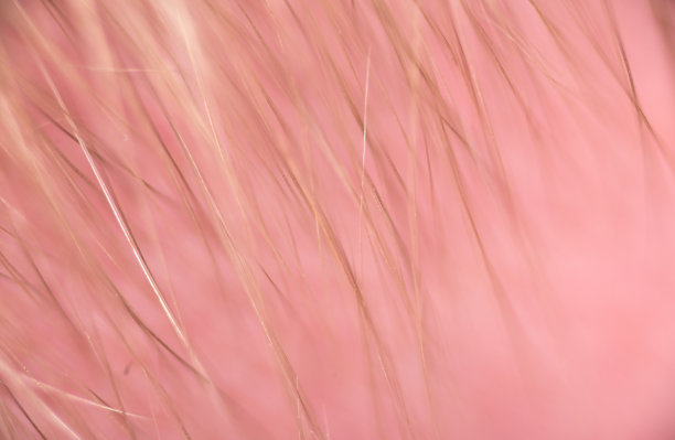 极微距的金色头发图片下载