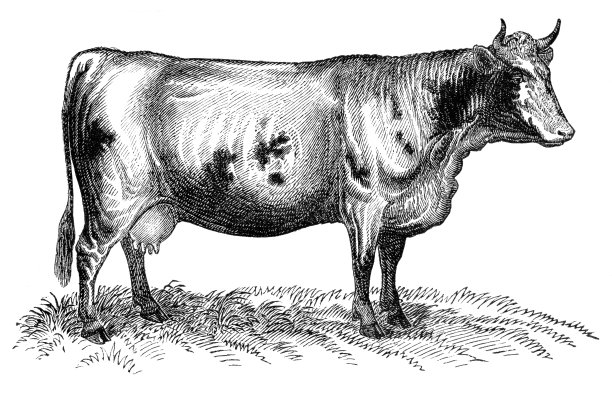 1870年，瑞士分离奶牛图片下载