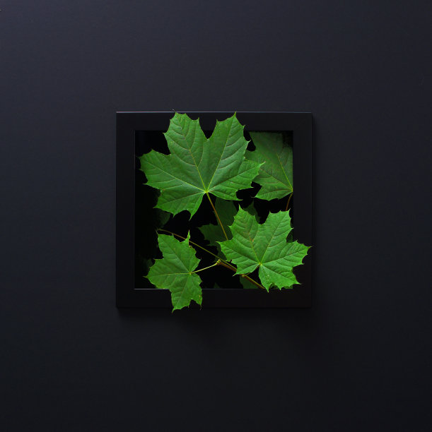 黑色框架与真正的挪威枫树叶图片下载