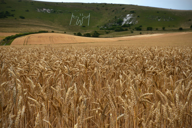 威尔明顿的朗曼图片下载