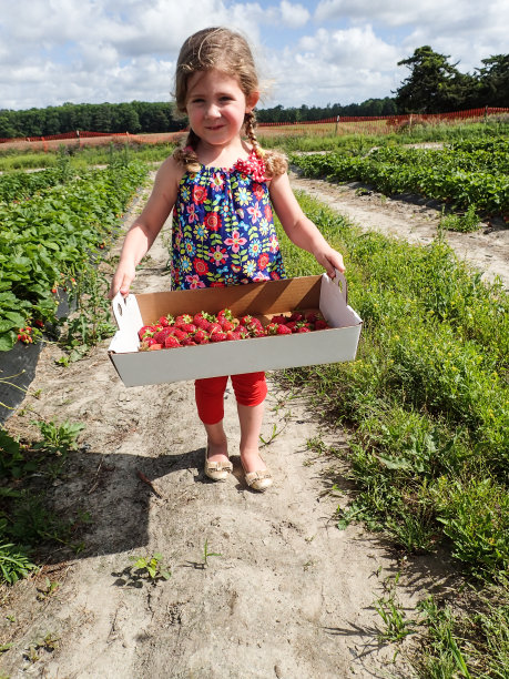 小女孩抱着草莓图片下载
