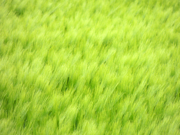 绿色的麦田图片下载