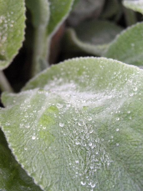 潮湿的叶子图片下载