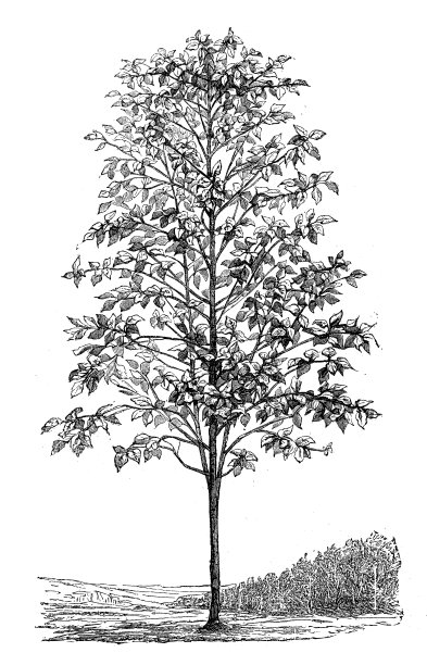 咖啡树的古董插图图片下载