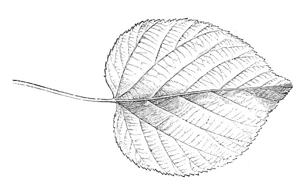 椴叶的古董插图图片下载