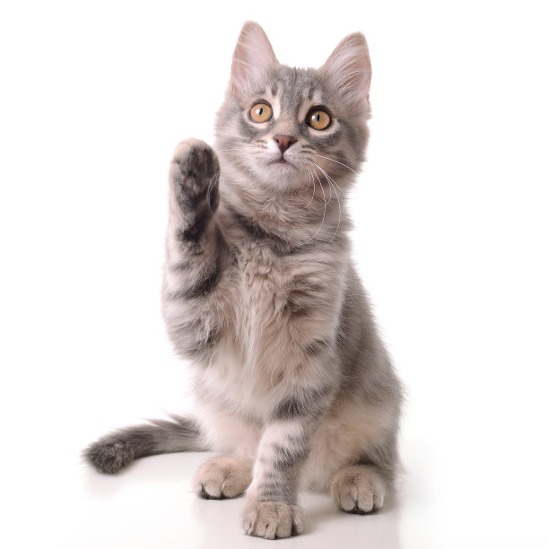 有趣的猫说你好素材图片