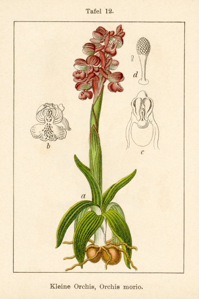 古董花卉插图:绿翼兰(兰花)图片下载