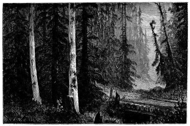 古色古香的针叶林插图图片下载