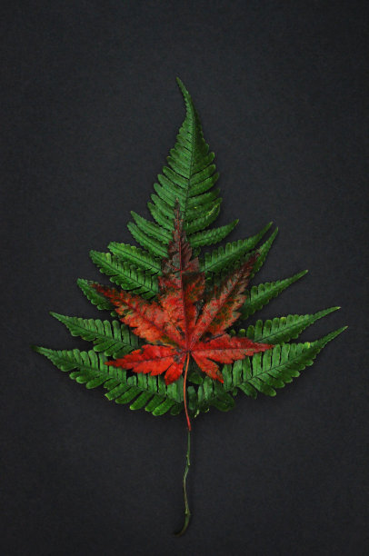 绿蕨，红枫叶的设计上的黑色，拼贴图片下载