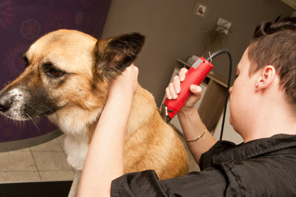 牧羊犬在美容师图片下载