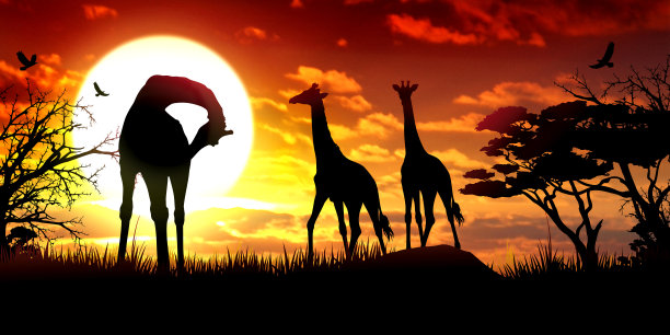 非洲长颈鹿在日落野生动物的风景图片下载