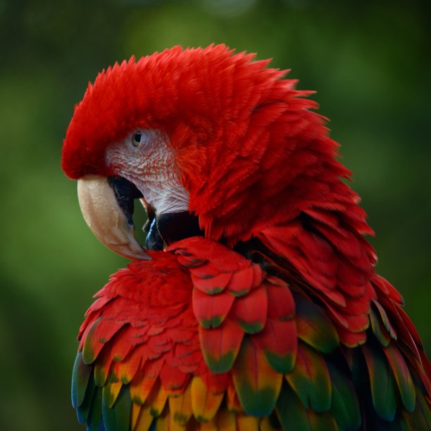 绿翼x猩红色金刚鹦鹉图片下载
