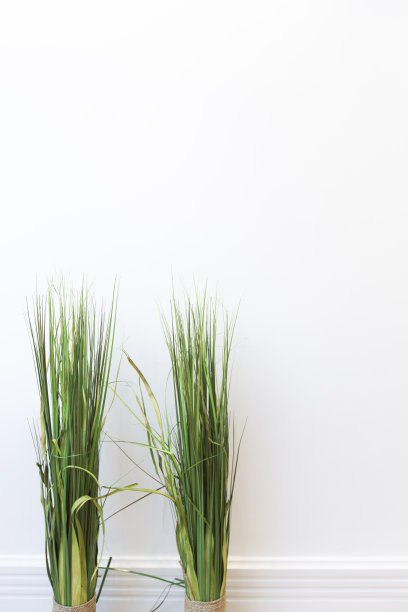 白色背景下的草叶图片下载