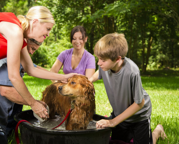 宠物:多代同堂给宠物狗洗澡。后院。夏天。图片下载
