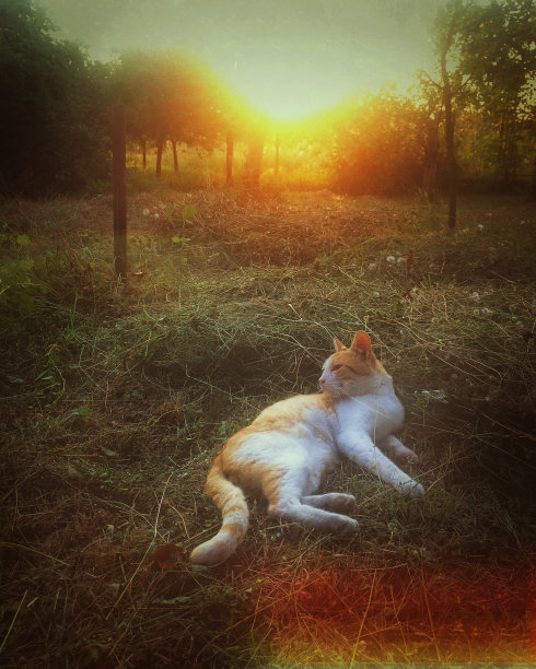 黄色的猫图片下载