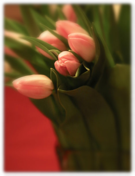 模糊和框起来的春天郁金香图片下载