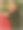 模糊和框起来的春天郁金香图片下载