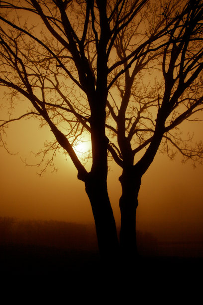 晨雾三三两两图片下载
