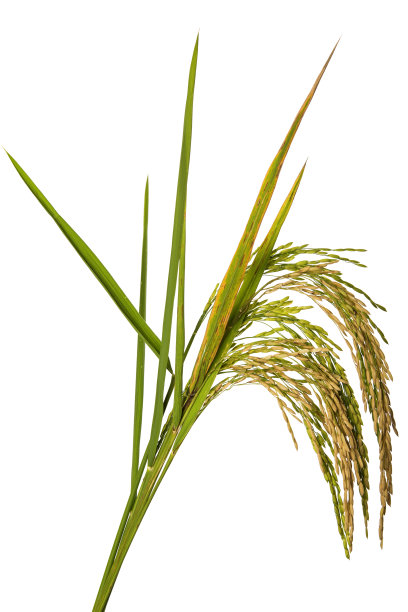 水稻谷粒孤立于白色上图片下载