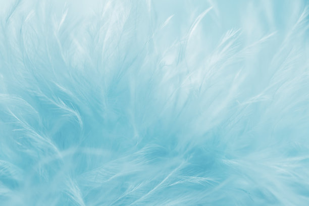 蓝色的羽毛素材图片