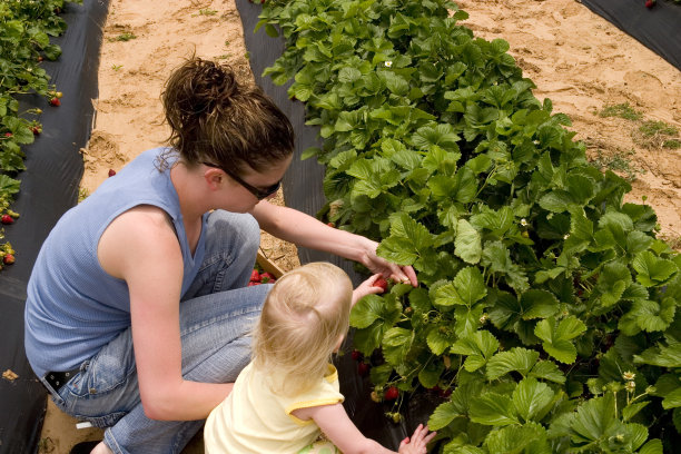 摘草莓图片下载