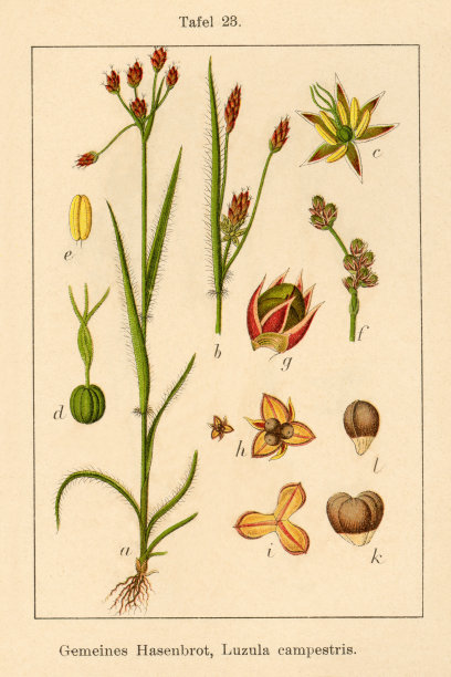 古玩花插图:野蒲草(Luzula campestris)图片下载