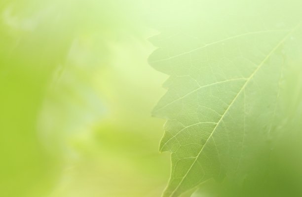 绿色背景素材ID：148986268