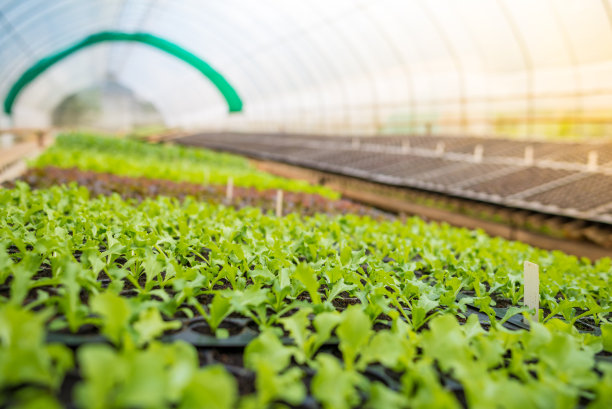 在花园里水培蔬菜。图片下载