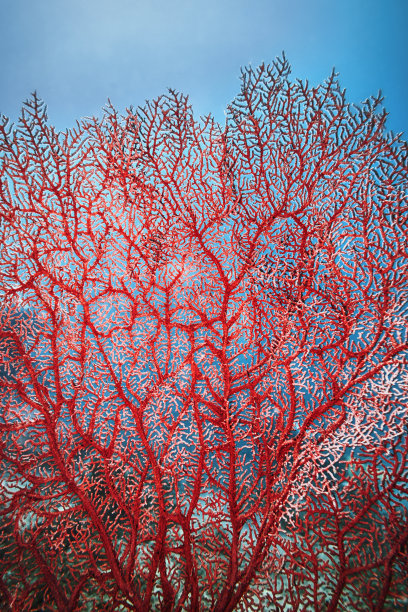 红色珊瑚树图片下载