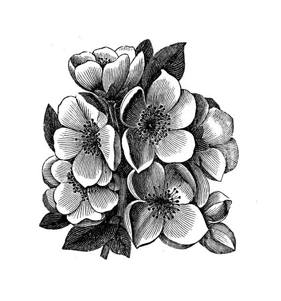 日本木瓜(日本木瓜)仿古插图图片下载