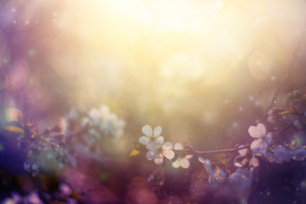 浪漫樱花图片素材ID：148998604