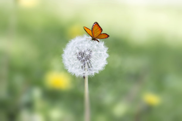 蒲公英的花图片下载