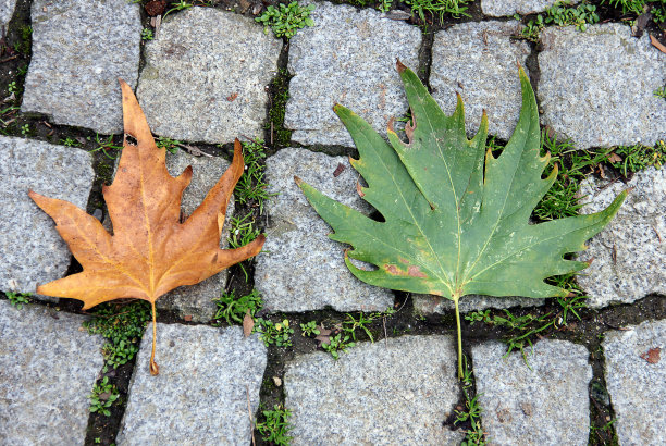 两个叶子图片下载