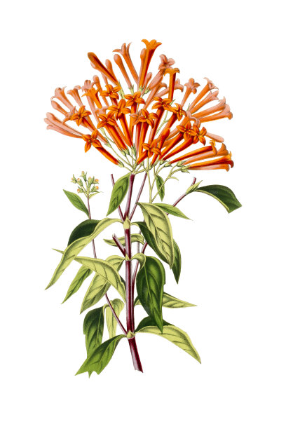 白色背景上的重瓣茉莉19世纪插图素材图片