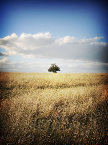 一棵树常见图片下载