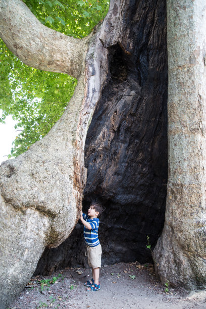 巨大的树图片下载