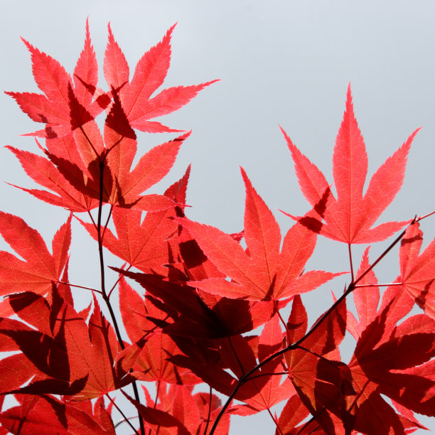 红枫的天空图片下载