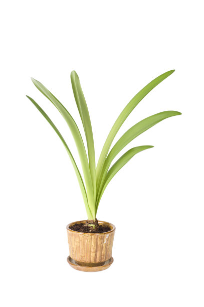 喇叭花的叶子图片下载