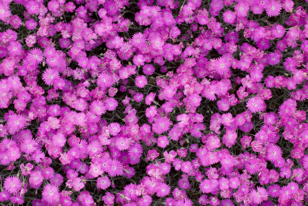 夹竹桃，粉红色开花地被图片下载