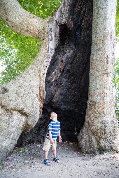 抬头看树图片下载