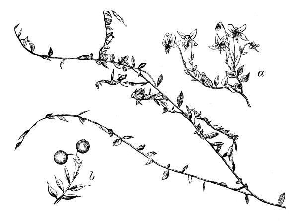 牛痘oxycoccos或Oxycoccus palustris(普通蔓越莓)的古老插图图片下载