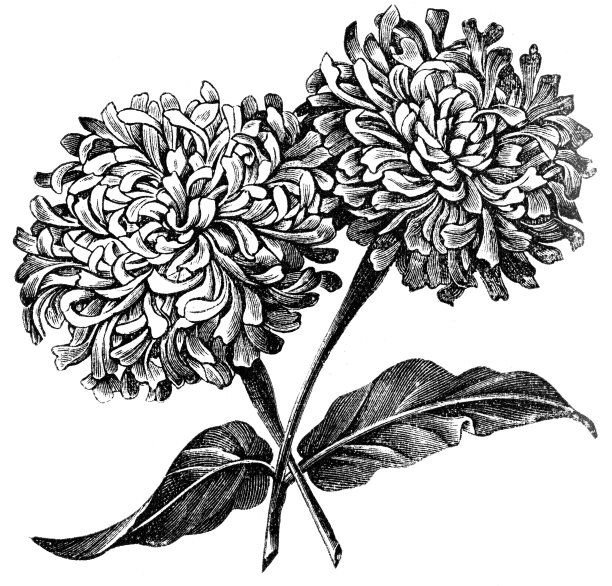 花的特写镜头图片下载