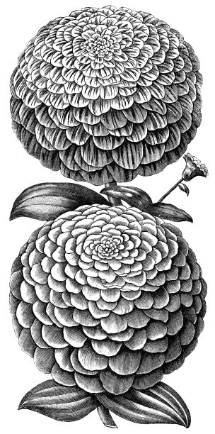 白色背景下的植物特写镜头图片下载