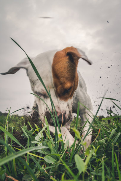 狗在挖洞图片下载