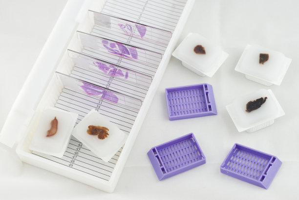 组织学图片下载