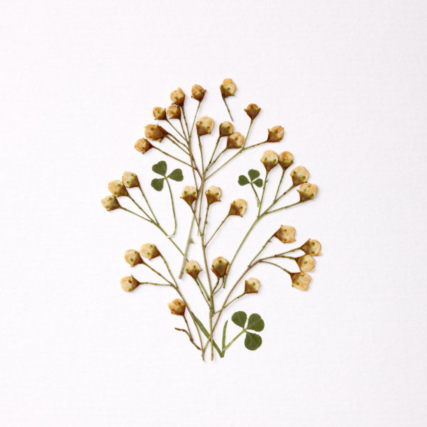 插花艺术图片下载