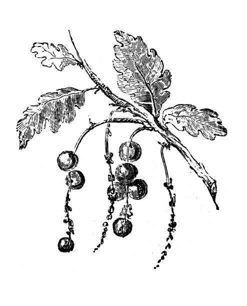 古董插图的橡树花瘿图片下载